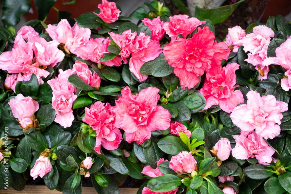 Fototapeta premium Hybrid pink azalia or rhododendron hybridum close up
