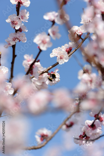 Spring has arrived, the fruit trees fill up with colors and perfumes to attract pollinator insects