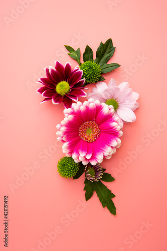 Colorful flowers composition on pink background. Pink and white Chrysanthemum.
