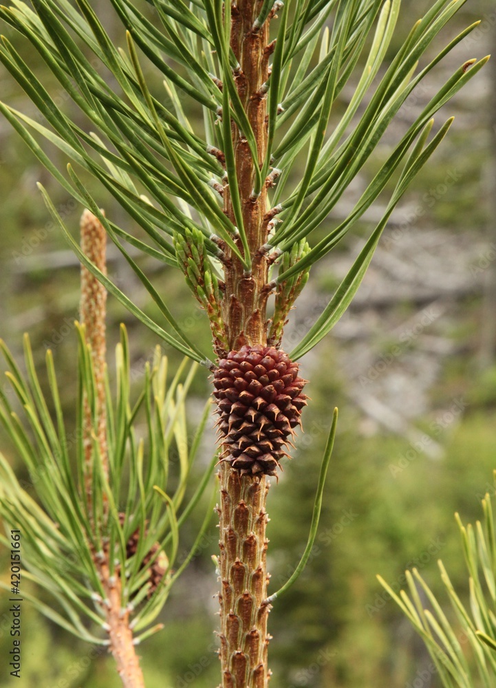 Fototapeta premium Lodgepole Pine (Pinus contorta) cone on a tree in Beartooth Mountains, Montana