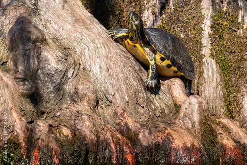 Yellow Bellied Slider Perched on a Cypress Stump photo