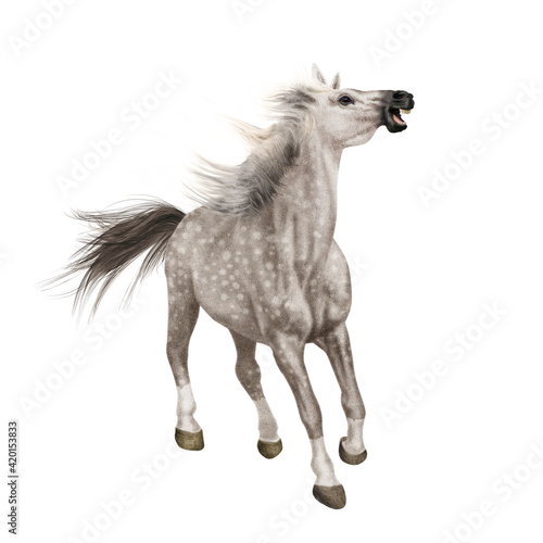 cheval  de face  animal  isol    blanc    talon  gris  mammif  re  noir  courir  galop  fond blanc  chien  ferme  sauvage  brun  poulain  arabe  nature  poney  chevalin  amoureux des chevaux  debout  jum
