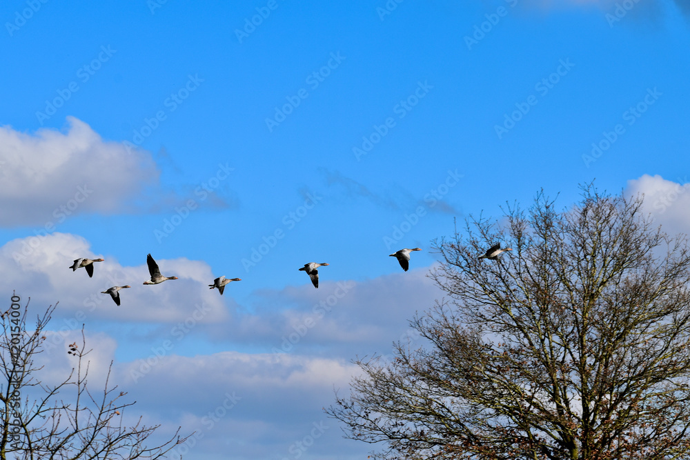 Country geese flying over trees, Coombe Abbey, Coventry, England, UK Country geese flying over trees, Coombe Abbey, Coventry, England, UK