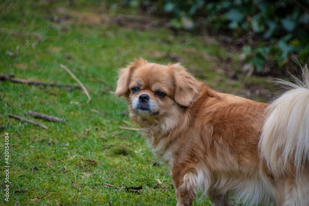 Purebred Tibetan Spaniel dog outdoors in the nature on grass meadow on a summer day. Purebred Tibetan Spaniel dog outdoors in the nature on grass meadow on a summer day.