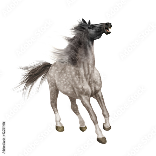 cheval, de face, animal, isolé, blanc, étalon, gris, tête noir, mammifère, noir, courir, galop, fond blanc, chien, ferme, sauvage, brun, poulain, arabe, nature, poney, chevalin, amoureux des chevaux, 