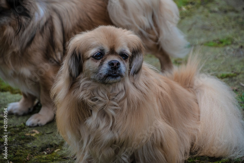 Purebred Tibetan Spaniel dog outdoors in the nature on grass meadow on a summer day.