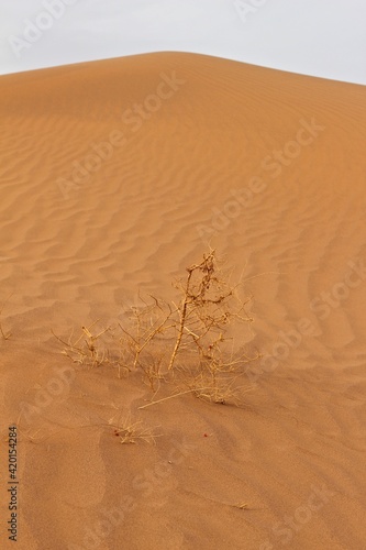 Dry vegetation of Sahara desert, Morocco, Africa 