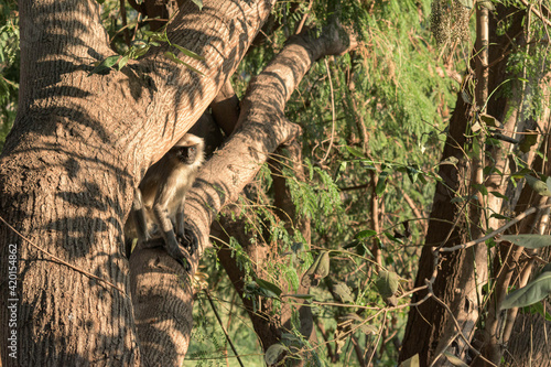 Monkey in the branches, Hampi, India