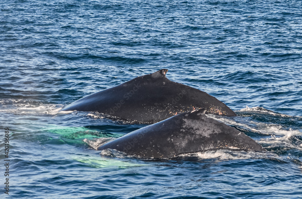 Two humpback whales arching their backs before they take a deep dive. Great South Channel, North Atlantic. Copy space. Two humpback whales arching their backs before they take a deep dive. Great South Channel, North Atlantic. Copy space.