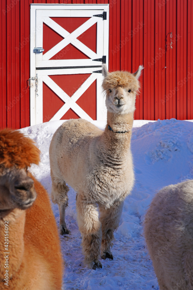 Fototapeta premium A wooly alpaca in the snow at a farm in New Jersey
