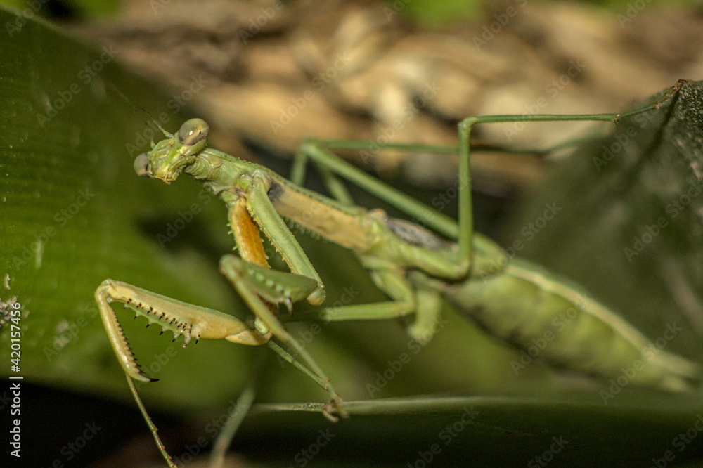 mantis religiosa entre medio de ramas verdes de planta, foto con flash mantis religiosa entre medio de ramas verdes de planta, foto con flash
