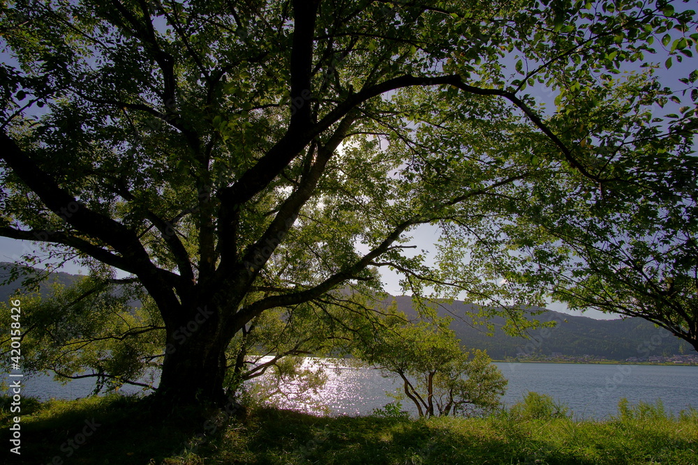 余呉湖と.木