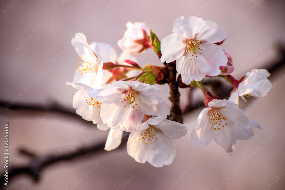 桜の花　春のイメージ