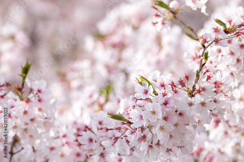 桜の花　春のイメージ