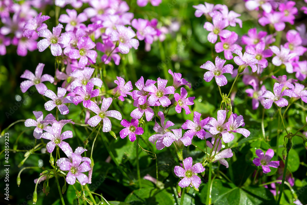 ムラサキカタバミの花 ムラサキカタバミの花
