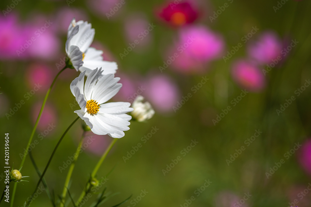 Obraz premium コスモスの花 秋のイメージ