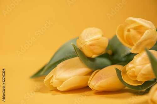delicate yellow tulips on a rich yellow background
