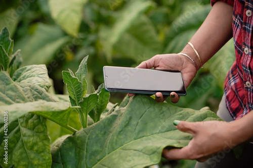 Close-up images of farmers, planting, tobacco, use laptop, inspect the quality of the tobacco leaves, technology concepts. photo