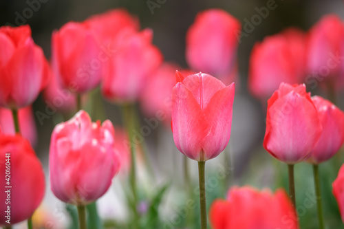 チューリップの花　春のイメージ