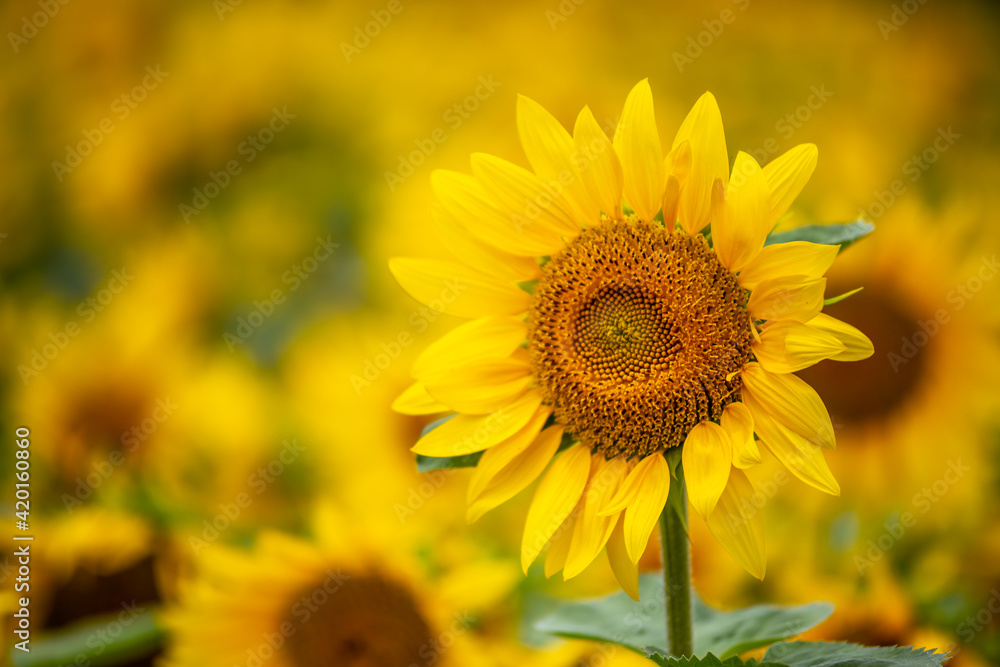 ひまわりの花　夏のイメージ