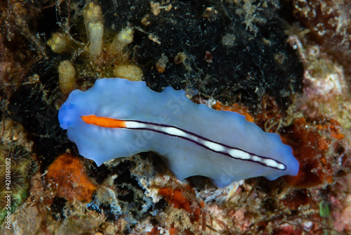 Racing Stripe Flatworm Pseudoceros liparus Underwater Photography