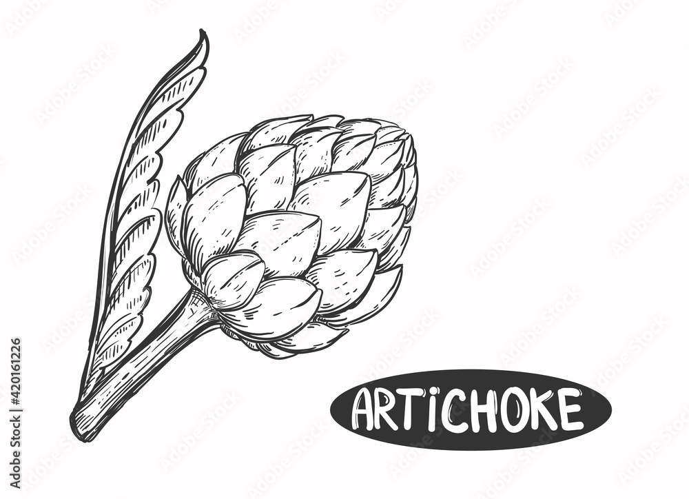 Fototapeta premium Hand drawn sketch black and white of vegetable artichoke, leaf. Vector illustration. Elements in graphic style label, sticker, menu, package. Engraved style illustration.