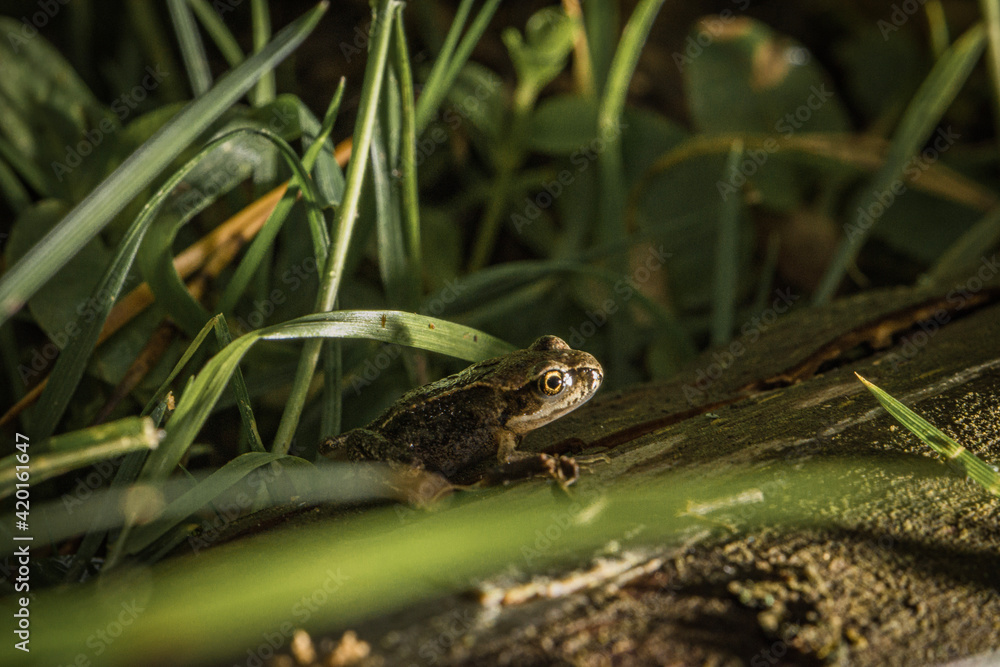 frog in the grass frog in the grass