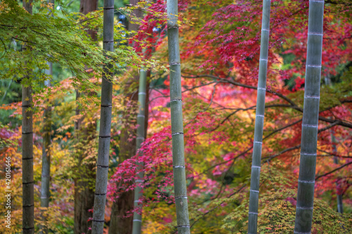 竹と紅葉　秋の和風イメージ