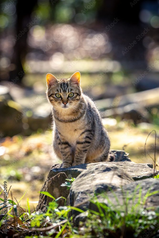 Obraz premium 野良猫のポートレート