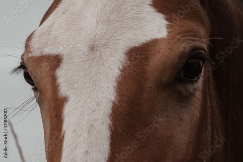 portrait of a horse © Lookinforest 