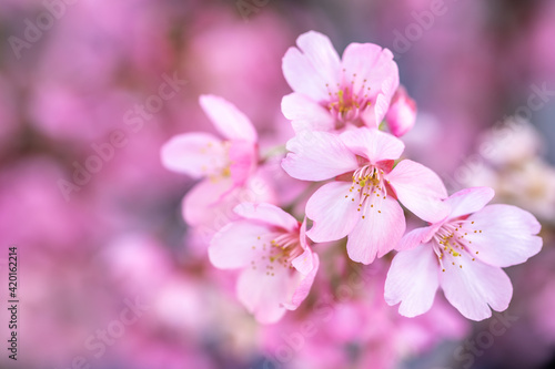 桜の花 春のイメージ