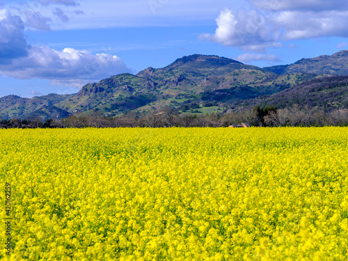 A perfect haze of yellows.Springtime in Napa Valley