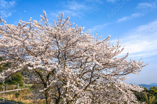 桜の花　春のイメージ