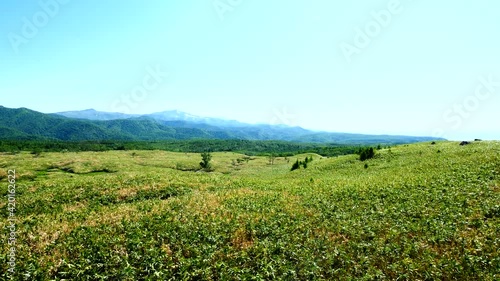 知床五湖の笹原