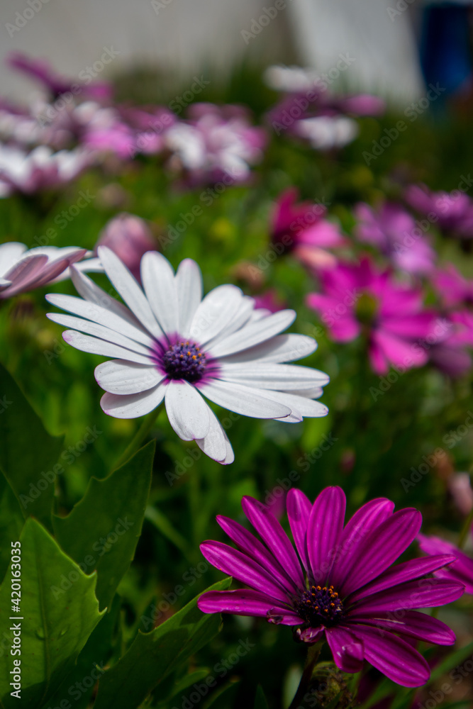 flores flores