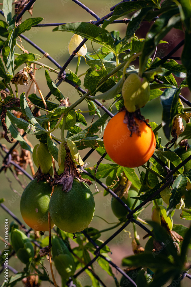 passion fruit fruit passionflower plant in organic farm