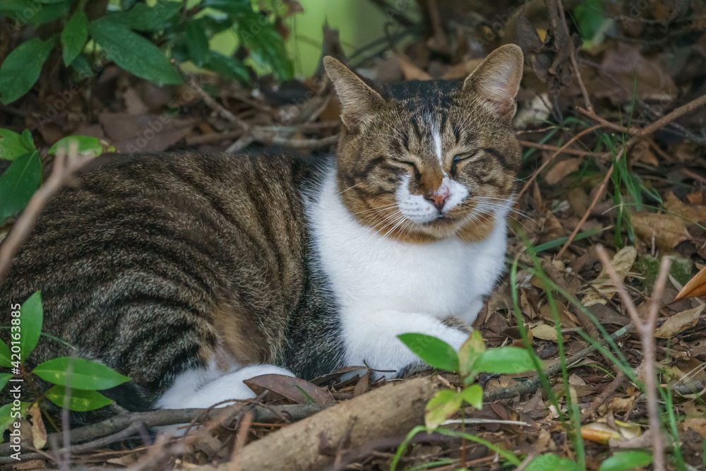 野良猫のポートレート