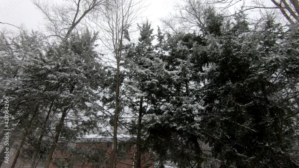 fir trees covering with snow during the snowfall in winter fir trees covering with snow during the snowfall in winter