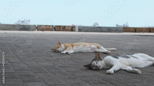 Hungry Homeless Cats Lie and Sleep on the Street in Africa, Stone Town, Zanzibar photo