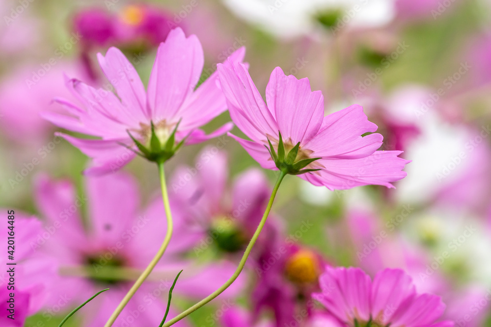 コスモス畑　秋のイメージ