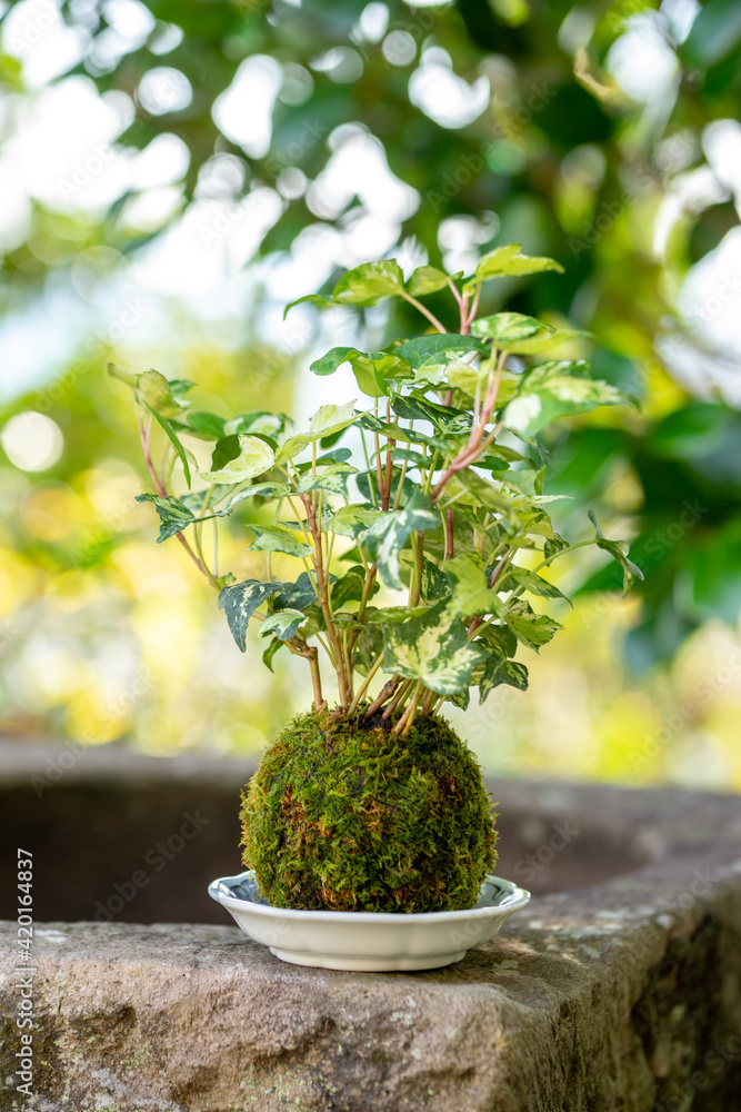 苔盆栽　和風イメージ