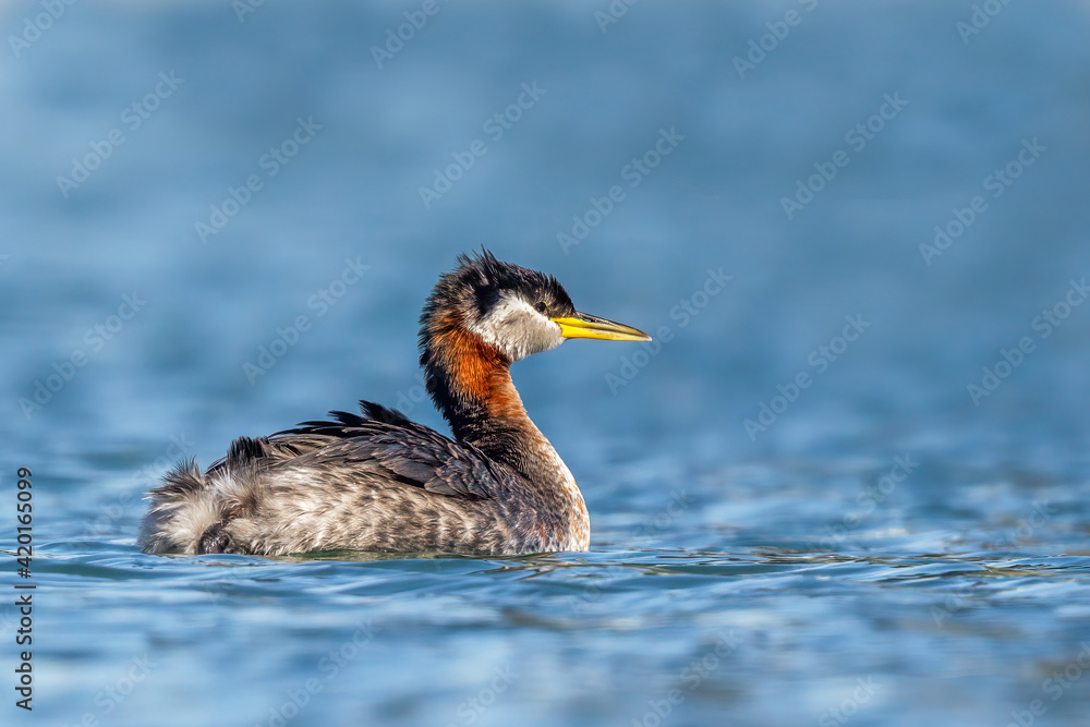 Male Red-necked Grebe swimming a fresh water lake Male Red-necked Grebe swimming a fresh water lake