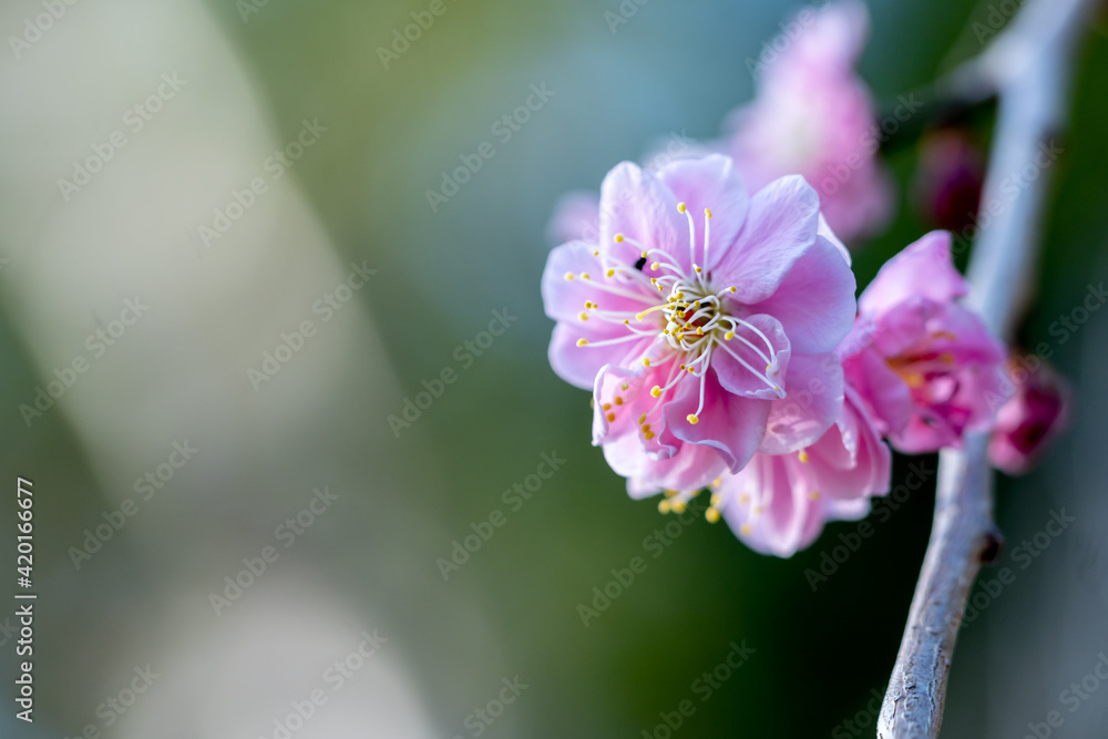 Obraz premium 紅梅 初春の和風イメージ