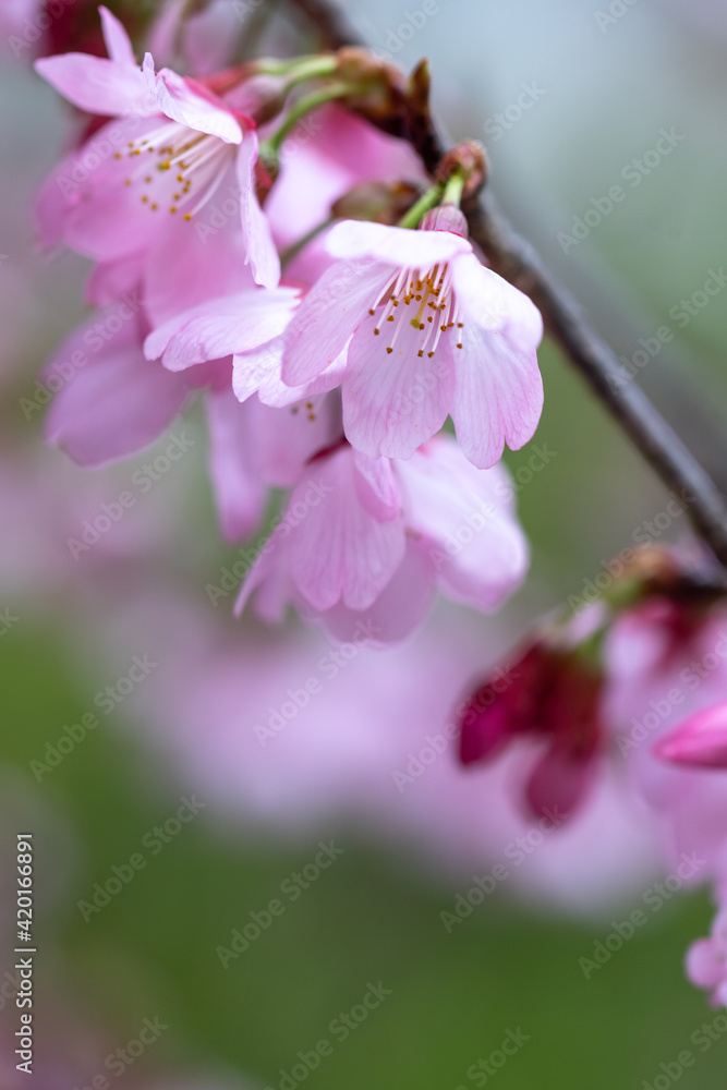 Obraz premium 桜の花 春の和風イメージ