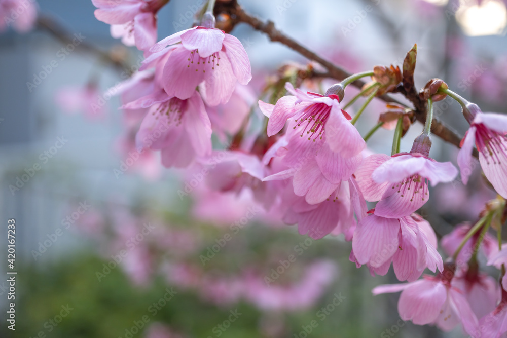 桜の花 春の和風イメージ 桜の花 春の和風イメージ