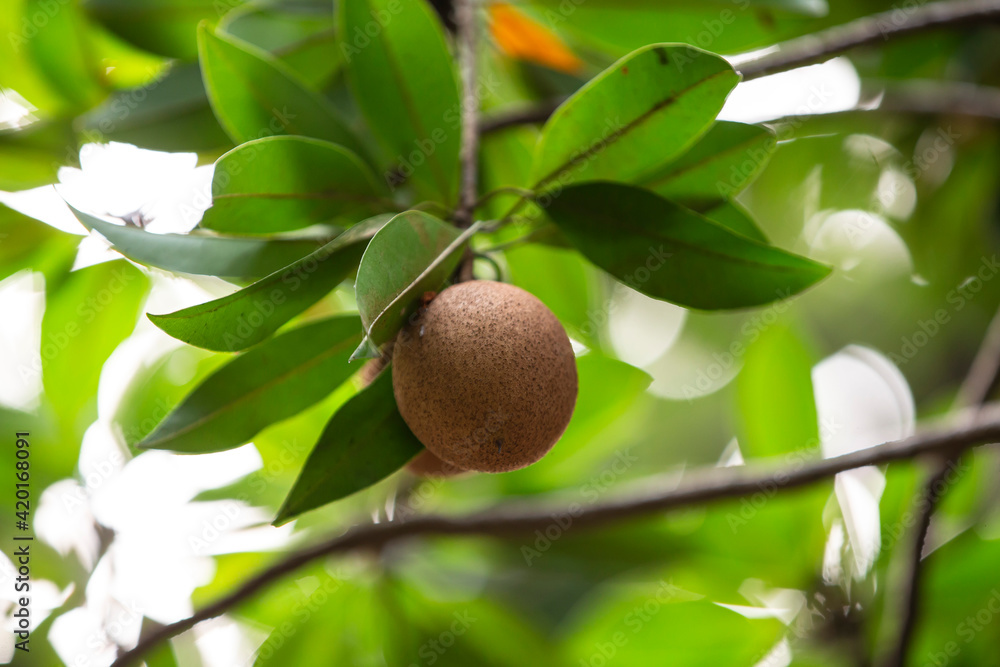 Close up of Sapodilla on tree