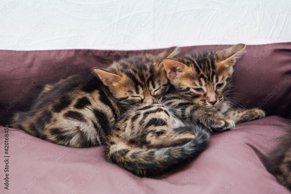 Closee-up Bengal charcoal kittens laying on the pillow