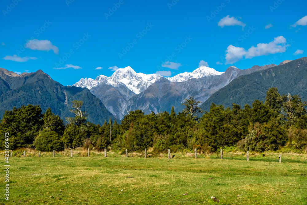 Green meadow with forest and snowy peaks in the background. New Zealand.