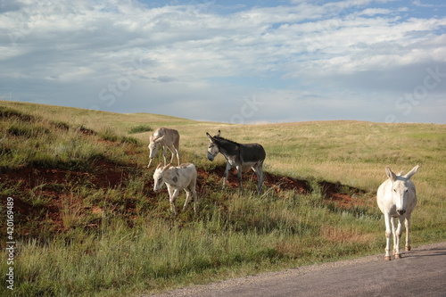 Fototapeta Naklejka Na Ścianę i Meble -  Herd of donkeys roaming open hills of green grass.