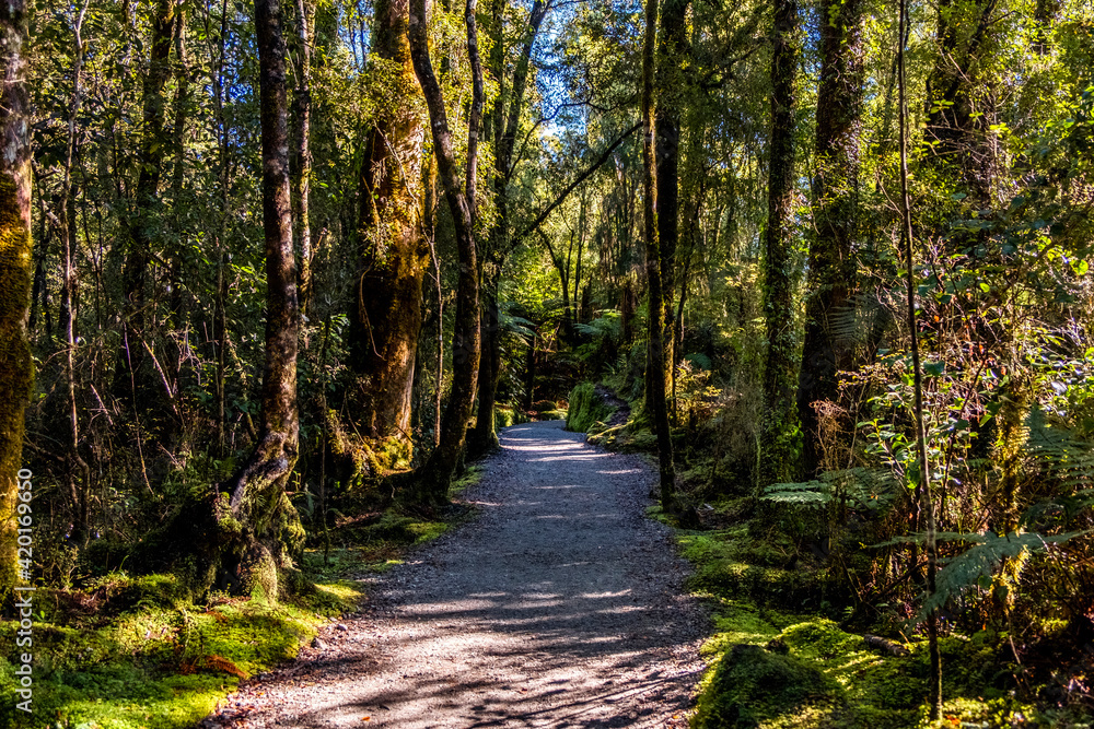 Fototapeta premium Hiking trail through the native forest. South Island, New Zealand.